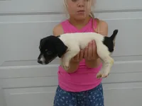 Veda, a female Jack Russell Terrier for sale in Olpe, KS – 3 of 5