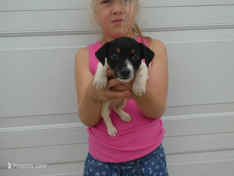 Veda – Jack Russell Terrier puppy for sale in Olpe, KS