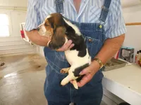 Evie, a female Basset Hound for sale in Olpe, KS – 5 of 5