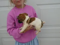 BaLoo, a female Jack Russell Terrier for sale in Olpe, KS – 3 of 4