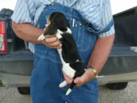 ACE, a male Beagle for sale in Olpe, KS – 3 of 6