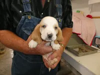 Wiston, a male Basset Hound for sale in Olpe, KS – 3 of 5