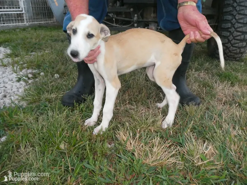SARA – Greyhound puppy for sale in Olpe, KS
