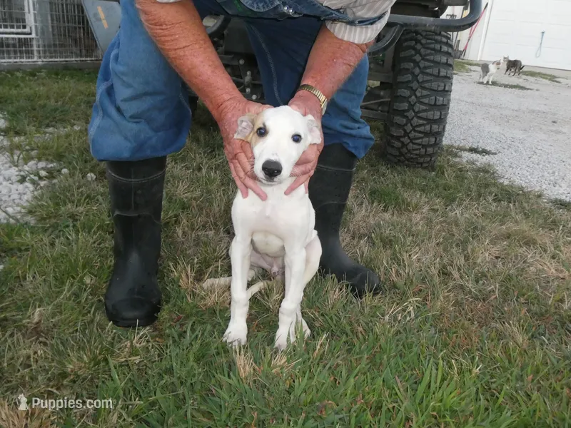 Sammy – Greyhound puppy for sale in Olpe, KS