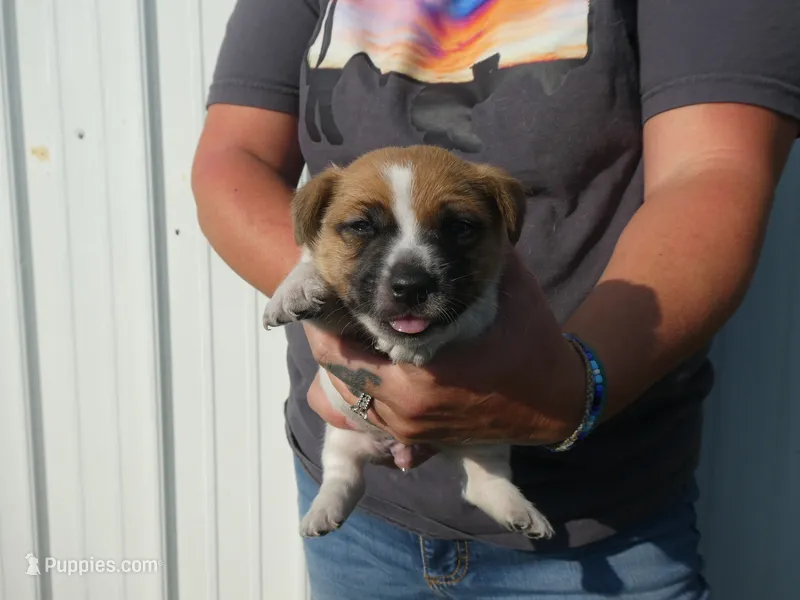 Harty – Jack Russell Terrier puppy for sale in Olpe, KS