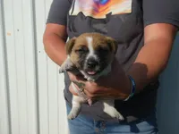 Harty, a male Jack Russell Terrier for sale in Olpe, KS – 1 of 5