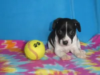 Gizmo, a male Rat Terrier for sale in Olpe, KS – 4 of 5