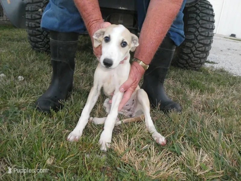 SARA – Greyhound puppy for sale in Olpe, KS