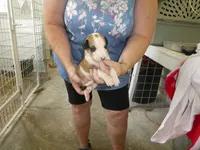 Susie, a female Greyhound for sale in Olpe, KS – 5 of 6