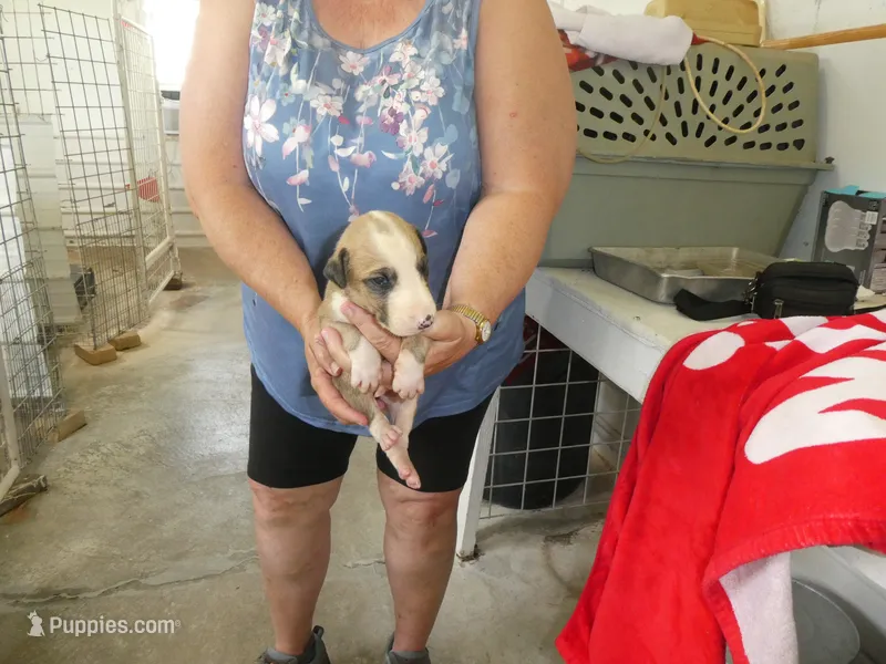 ACE – Greyhound puppy for sale in Olpe, KS
