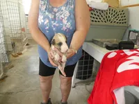 ACE, a male Greyhound for sale in Olpe, KS – 1 of 5