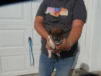 Jasper, a male Jack Russell Terrier for sale in Olpe, KS – 5 of 5