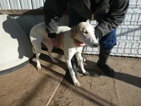 Bell, a female Greyhound for sale in Olpe, KS – Photo 4 of 4