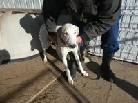 Bell, a female Greyhound for sale in Olpe, KS – Photo 3 of 4