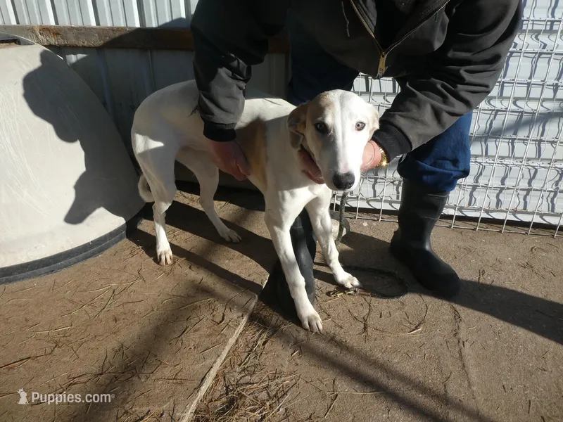 Bell – Greyhound puppy for sale in Olpe, KS