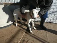 Bell, a female Greyhound for sale in Olpe, KS – Photo 1 of 4