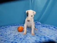 Jingle, a male Greyhound for sale in Olpe, KS – 1 of 5