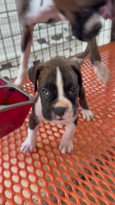 ACE, a male Boxer for sale in Olpe, KS – 4 of 7