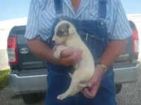 MIA, a female Greyhound for sale in Olpe, KS – 2 of 8