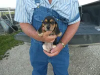 Doc, a male Beagle for sale in Olpe, KS – 4 of 6