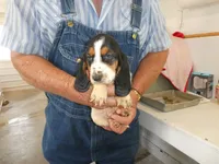 George, a male Basset Hound for sale in Olpe, KS – 4 of 5