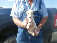 Sammy, a male Greyhound for sale in Olpe, KS – 4 of 8