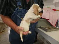 Wiston, a male Basset Hound for sale in Olpe, KS – 4 of 5
