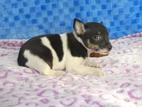 Spud, a male Rat Terrier for sale in Olpe, KS – Photo 6 of 6