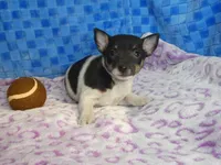 Spud, a male Rat Terrier for sale in Olpe, KS – Photo 3 of 6