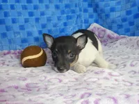 Spud, a male Rat Terrier for sale in Olpe, KS – Photo 2 of 6