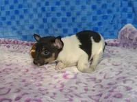 Spud, a male Rat Terrier for sale in Olpe, KS – Photo 4 of 6