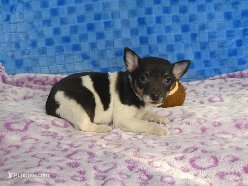 Spud – Rat Terrier puppy for sale in Olpe, KS