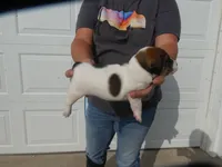 Rufus, a male Jack Russell Terrier for sale in Olpe, KS – 2 of 4
