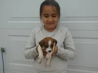Harty, a female Jack Russell Terrier for sale in Olpe, KS – 2 of 5
