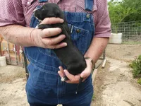 Bella, a female Greyhound for sale in Olpe, KS – 5 of 8