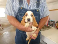 ACE, a male Basset Hound for sale in Olpe, KS – 2 of 4