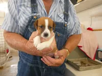 Charlie, a male Jack Russell Terrier for sale in Olpe, KS – 4 of 4