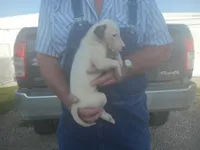 MIA, a female Greyhound for sale in Olpe, KS – 3 of 8