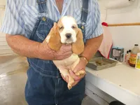 Maggie, a female Basset Hound for sale in Olpe, KS – 2 of 5