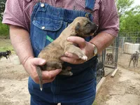 Toot, a female Greyhound for sale in Olpe, KS – 6 of 9