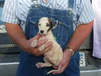 JAZZY, a female Greyhound for sale in Olpe, KS – 1 of 9
