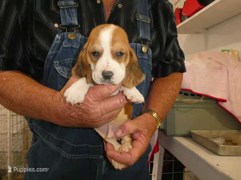 Sam  – Basset Hound puppy for sale in Olpe, KS