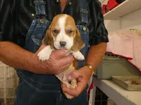 Sam , a male Basset Hound for sale in Olpe, KS – 1 of 5