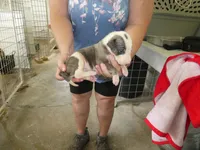 DOC, a male Greyhound for sale in Olpe, KS – 6 of 7