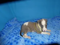 Hollie, a female Greyhound for sale in Olpe, KS – 6 of 6
