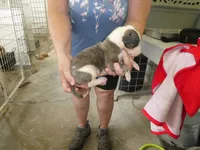 DOC, a male Greyhound for sale in Olpe, KS – 5 of 7