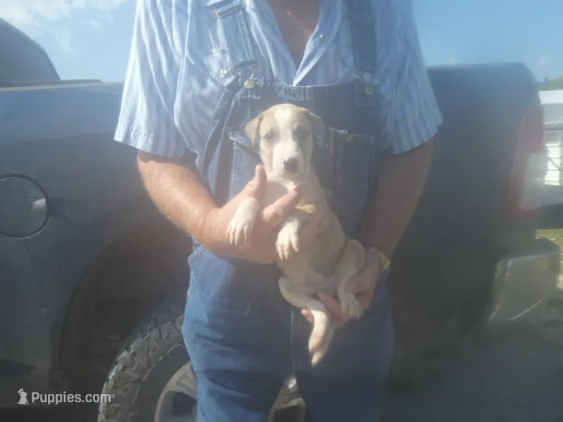 ACE – Greyhound puppy for sale in Olpe, KS