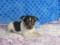 Charlie, a male Rat Terrier for sale in Olpe, KS – Photo 1 of 6