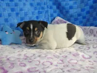Charlie, a male Rat Terrier for sale in Olpe, KS – Photo 2 of 6