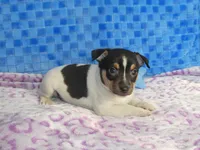 Charlie, a male Rat Terrier for sale in Olpe, KS – Photo 5 of 6